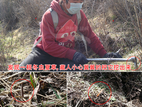 那曲新鮮冬蟲夏草 真空封裝 0.8克/根