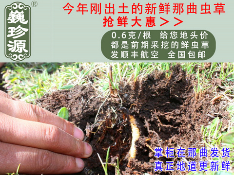 冬蟲夏草 那曲新鮮冬蟲夏草 真空封裝 0.6克/根