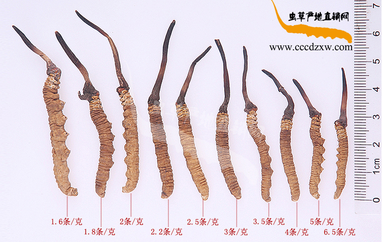 ���x�Ĳ�һ���ж��,���x�Ĳ�һ�l�����ǎ׿��ض��ٿ�,���x�Ĳ�1�l�ж��L�ж���,һ���x�ݵ��L�������Ƕ���,1�����x�Ĳ��Ў׹��֎������L